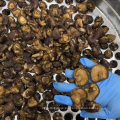 Matinas de hongo shiitake de calidad